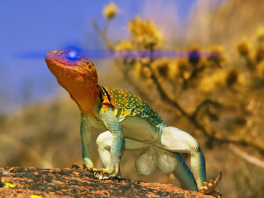 inscription 1b91b55c17b08a364c54f7e653ae8fc3357f301815fee27065bb80427ccc59aci0